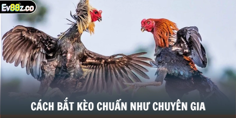 Cách bắt kèo chuẩn như chuyên gia