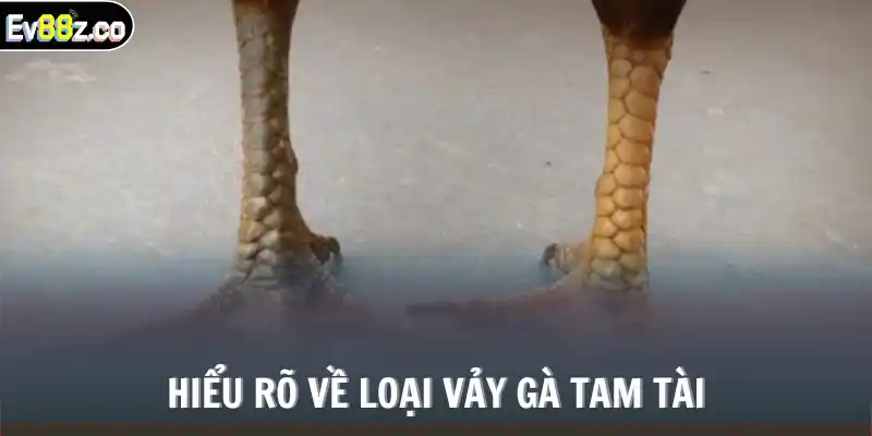 Hiểu rõ về loại vảy gà tam tài