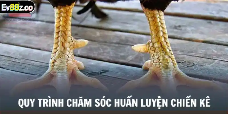 Quy trình chăm sóc huấn luyện chiến kê